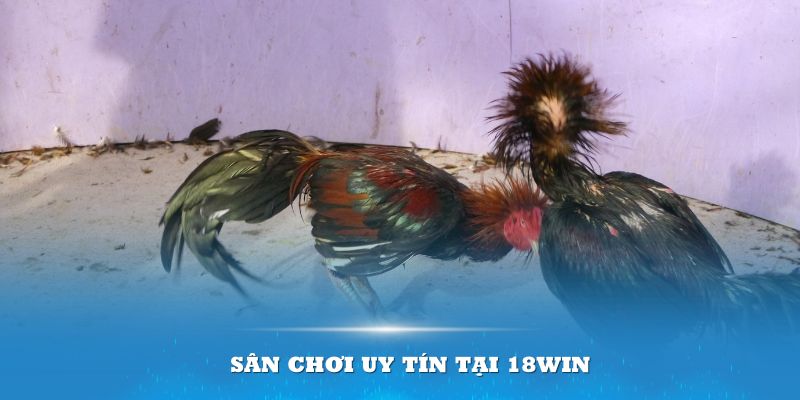 Sân chơi uy tín tại 18Win