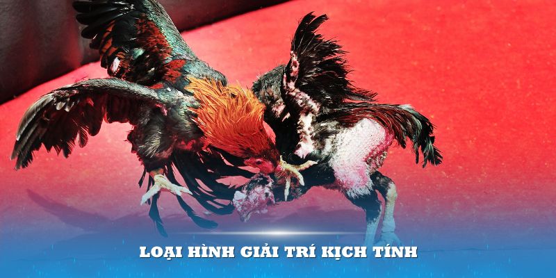 Đá gà 18Win mang đến những loại hình giải trí kịch tính